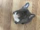 French Bulldog Puppies for sale in Maiden, NC 28650, USA. price: $2,100