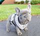French Bulldog Puppies for sale in NV-589, Las Vegas, NV, USA. price: NA