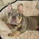 French Bulldog Puppies for sale in Longview, TX, USA. price: NA