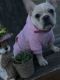 French Bulldog Puppies for sale in Minneapolis, MN, USA. price: $5,000
