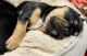 French Bulldog Puppies for sale in 1560 N 800 W, Logan, UT 84321, USA. price: $3,700