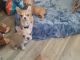 French Bulldog Puppies for sale in Chula Vista, CA, USA. price: $2,500