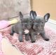 French Bulldog Puppies for sale in Westland, MI, USA. price: $950