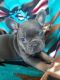 French Bulldog Puppies for sale in Township of Greenwood, MI 48006, USA. price: $4,500