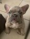 French Bulldog Puppies for sale in Fontana, CA 92337, USA. price: $5,000
