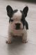French Bulldog Puppies for sale in Staten Island, NY 10312, USA. price: $850