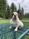 French Bulldog Puppies for sale in Spokane, WA, USA. price: $5,000