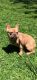 French Bulldog Puppies for sale in GLMN HOT SPGS, CA 92583, USA. price: NA