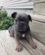 French Bulldog Puppies for sale in Township of Greenwood, MI 48006, USA. price: $4,000