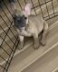 French Bulldog Puppies for sale in Palm Beach Shores, FL 33404, USA. price: $5,000