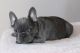 French Bulldog Puppies for sale in Chico, TX 76431, USA. price: $500