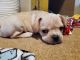French Bulldog Puppies for sale in Copperopolis, CA 95228, USA. price: $3,000
