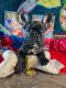 French Bulldog Puppies for sale in Tuza Ln, Virginia Beach, VA 23464, USA. price: NA