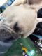 French Bulldog Puppies for sale in Concord, CA, USA. price: $1,000