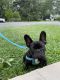 French Bulldog Puppies for sale in Parsippany, NJ 07054, USA. price: NA