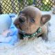 French Bulldog Puppies for sale in Sacred Heart, MN 56285, USA. price: NA