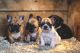 French Bulldog Puppies for sale in Arlington Heights, IL, USA. price: NA