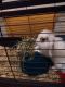 French Lop Rabbits for sale in Royal Oak, MI, USA. price: NA