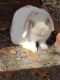 French Lop Rabbits for sale in Trenton, NC 28585, USA. price: $50
