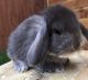 French Lop Rabbits for sale in Escondido, CA, USA. price: NA