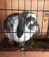 French Lop Rabbits for sale in Brookfield, WI, USA. price: NA