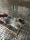 French Lop Rabbits for sale in Sherrodsville, OH 44675, USA. price: $20
