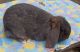 French Lop Rabbits for sale in Imlay City, MI 48444, USA. price: NA