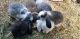 French Lop Rabbits for sale in Fayetteville, GA, USA. price: NA