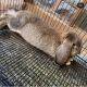 French Lop Rabbits for sale in Sonora, CA 95370, USA. price: NA