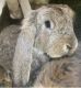 French Lop Rabbits