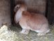 French Lop Rabbits for sale in Temple, PA 19560, USA. price: $50