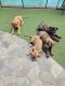 French Mastiff Puppies