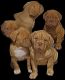French Mastiff Puppies