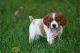 French Spaniel Puppies for sale in Atlanta, GA, USA. price: NA