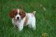 French Spaniel Puppies for sale in Los Angeles, CA, USA. price: NA