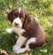 French Spaniel Puppies