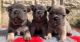 French Spaniel Puppies for sale in Dallas, TX, USA. price: $400