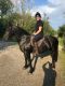 Friesian Horse Horses for sale in Indianapolis, IN, USA. price: NA