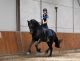Friesian Horse Horses for sale in Capitol Hill, Seattle, WA, USA. price: $5,000