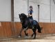 Friesian Horse Horses for sale in Seattle Ferry Terminal, Seattle, WA 98104, USA. price: $6,600