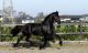 Friesian Horse Horses for sale in Seattle Ferry Terminal, Seattle, WA 98104, USA. price: $6,000