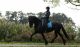 Friesian Horse Horses for sale in Seattle Ferry Terminal, Seattle, WA 98104, USA. price: $6,500