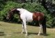 Friesian Horse Horses for sale in San Jose, CA, USA. price: $6,500
