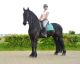 Friesian Horse Horses for sale in San Jose, CA, USA. price: $6,000