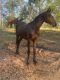 Friesian Horse Horses for sale in 76 Reed Ln, Auburn, AL 36830, USA. price: $7,000