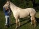 Friesian Horse Horses for sale in Anacostia, Washington, DC 20020, USA. price: NA