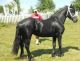 Friesian Horse Horses for sale in Guerrero Negro, Baja California Sur, Mexico. price: NA