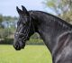 Friesian Horse Horses for sale in Ashland, VA 23005, USA. price: NA
