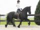 Friesian Horse Horses for sale in Carrollton, TX, USA. price: NA