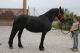 Friesian Horse Horses for sale in San Antonio, TX, USA. price: NA